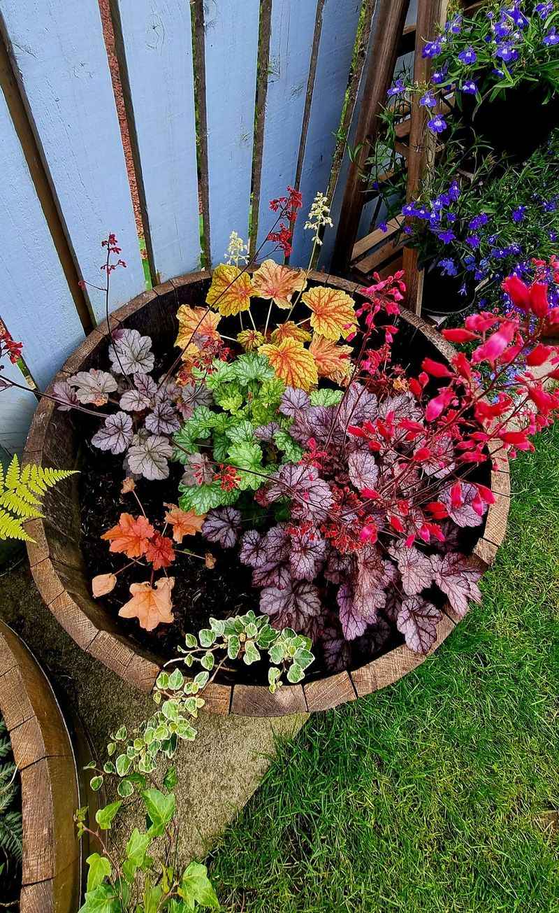 Heuchera Offers Vibrant Foliage In Low Light