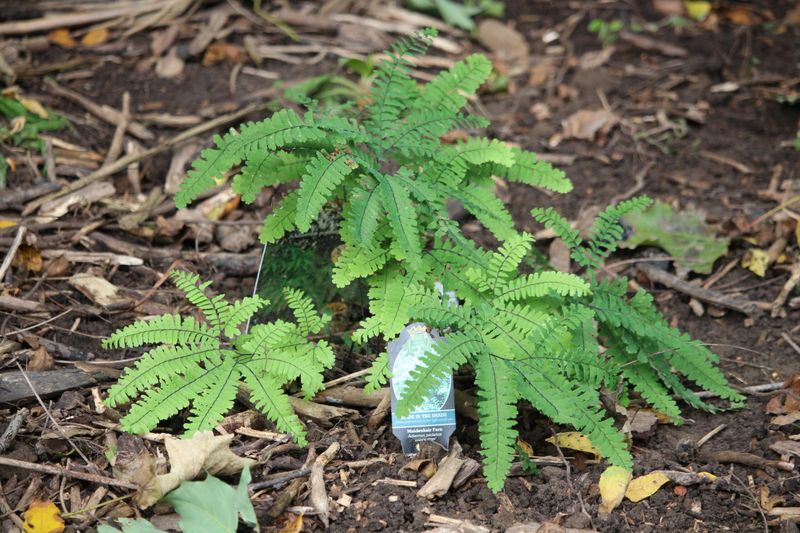 Ferns Offer Elegant Foliage All Season
