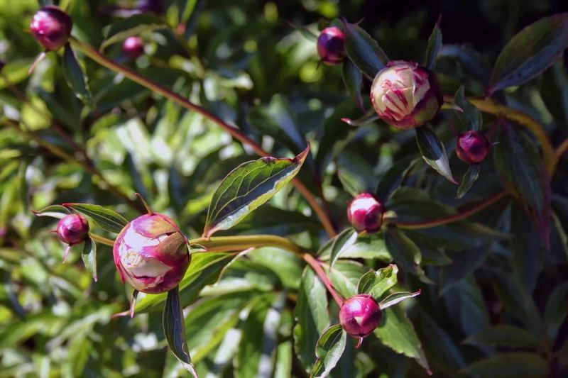 Peonies Often Recover Even When Early Growth Gets Nipped