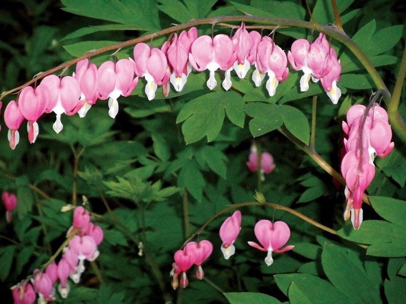 Bleeding Heart Adds Romantic Charm To Cool Spring Gardens