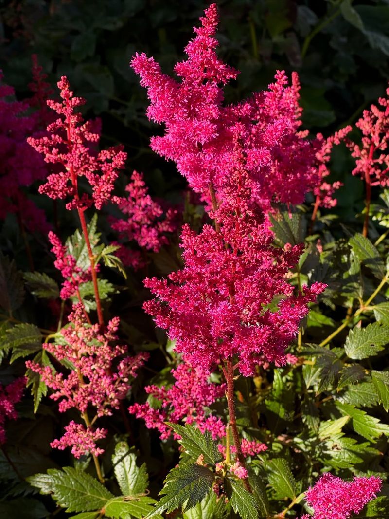 Astilbe Puffing Up Feathery Plumes