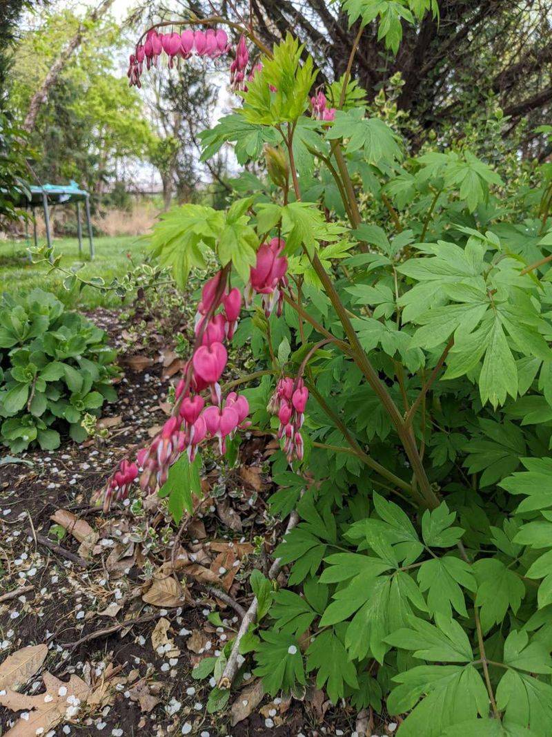 Bleeding Heart Fades When Temperatures Soar