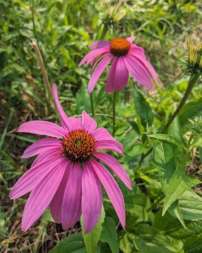 Thrives In Full Sun And Partial Shade