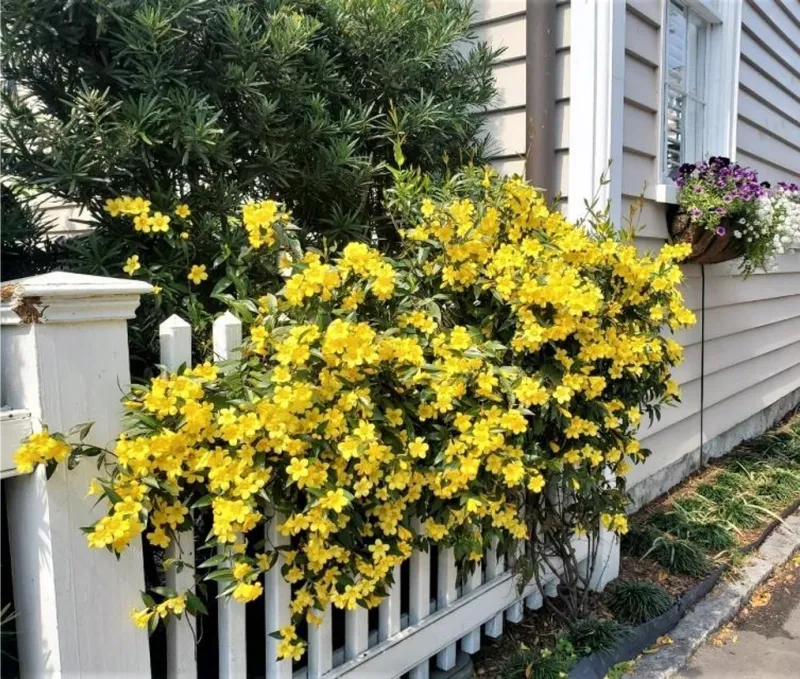 Low Maintenance And Easy To Care For