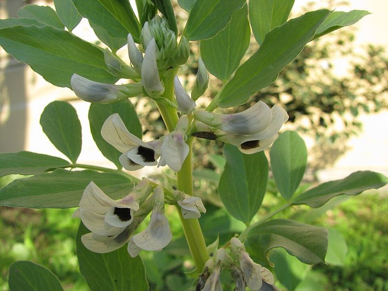 Fava Beans Support Soil Nitrogen While Growing In Cool Seasons