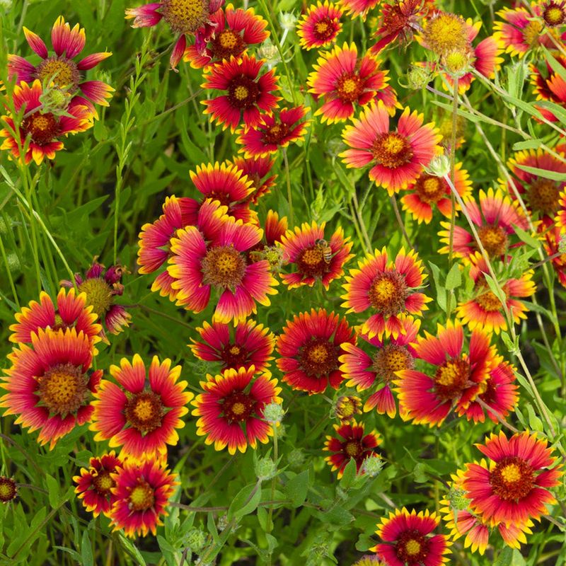 Blanket Flower (Gaillardia Pulchella)