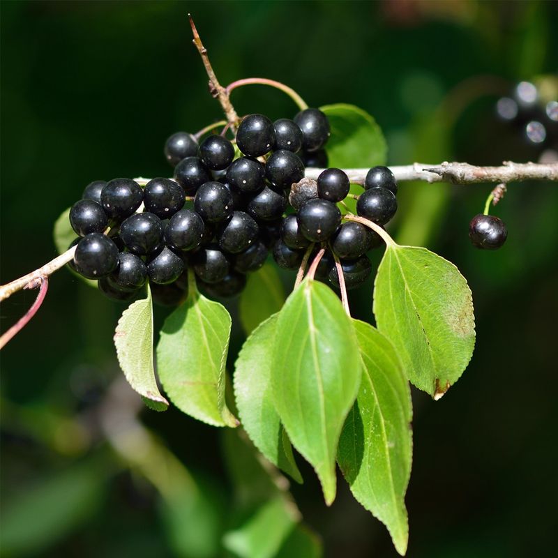 Common Buckthorn (Rhamnus cathartica)