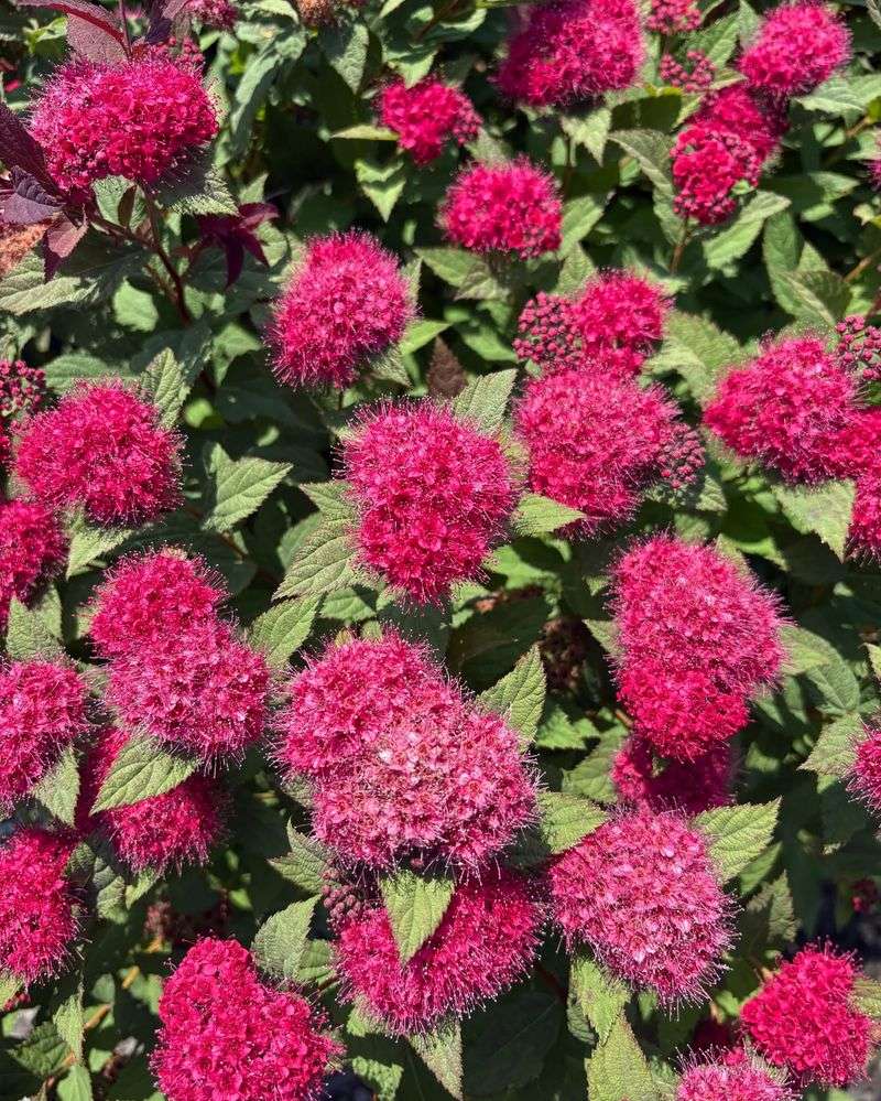 Japanese Spirea (Spiraea japonica)