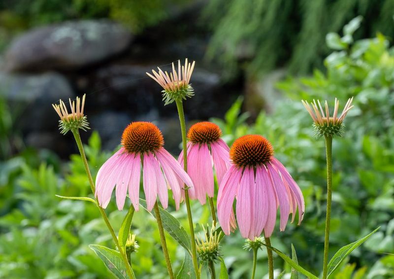 Purple Coneflower 