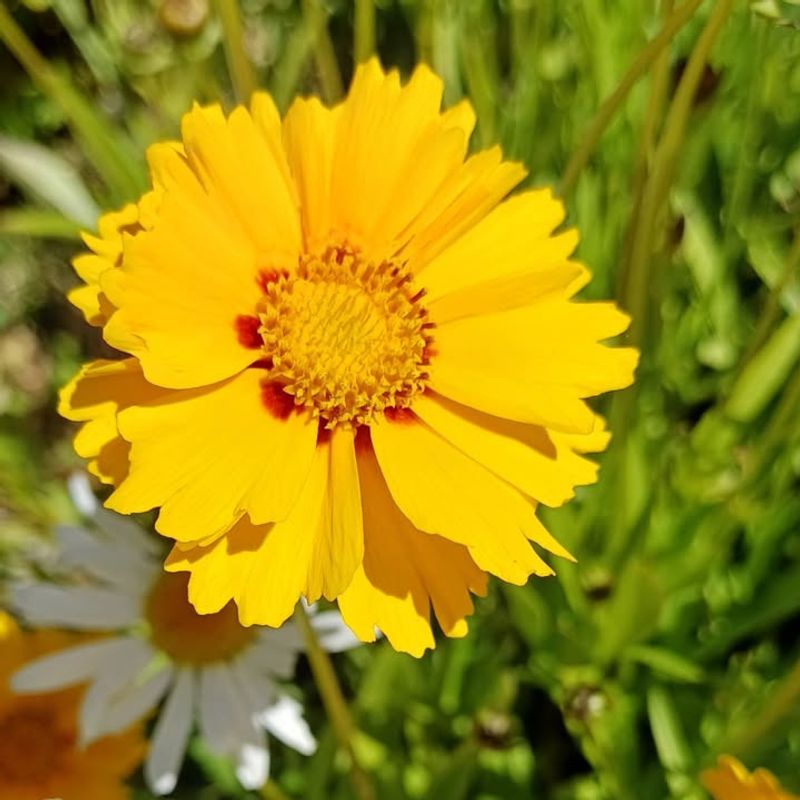 Coreopsis