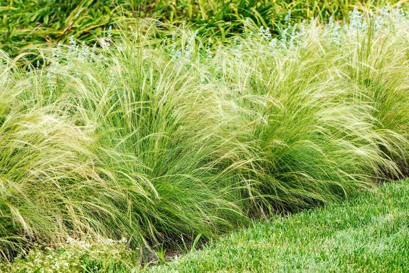 Mexican Feather Grass
