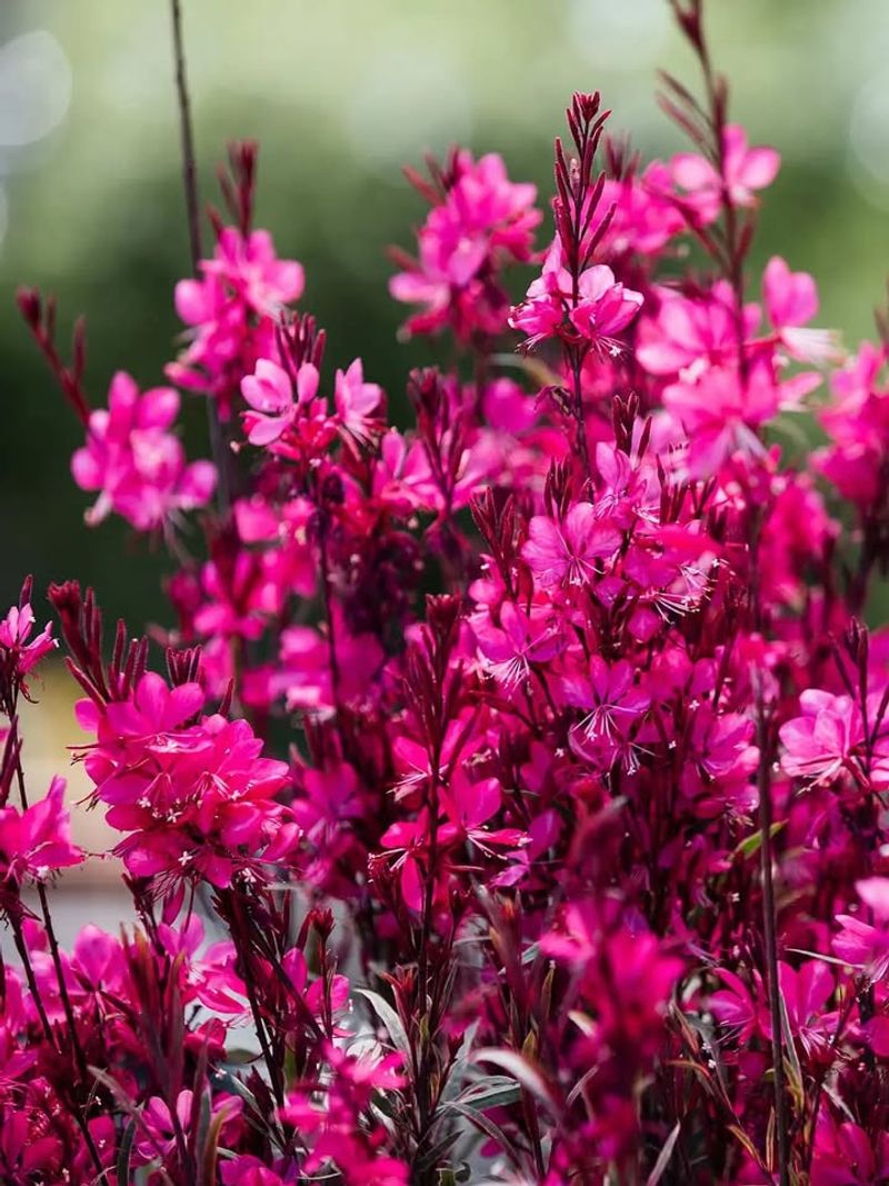 Gaura