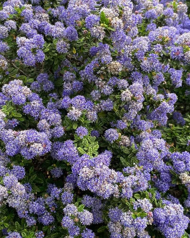 Ceanothus