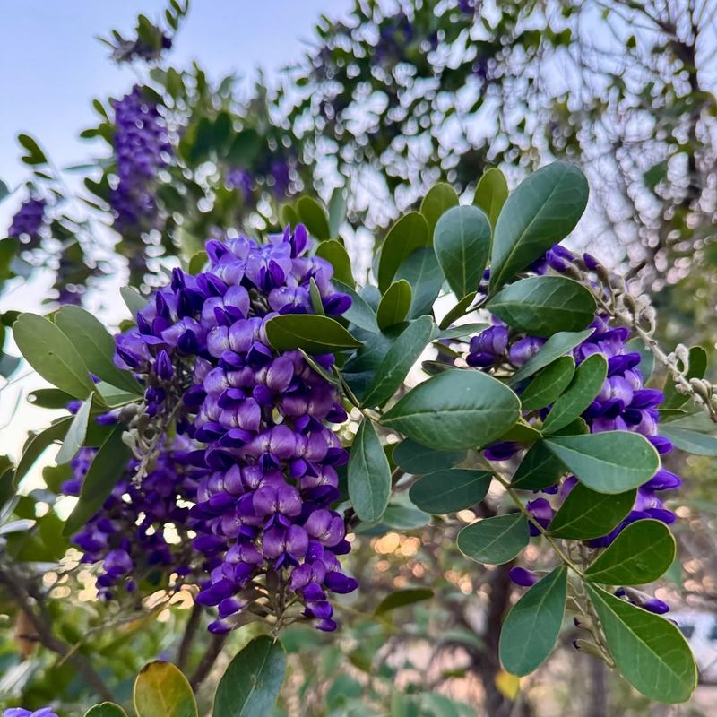 Texas Mountain Laurel