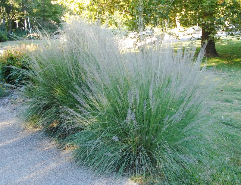 Lindheimer Muhly Grass Brings Texture And Motion