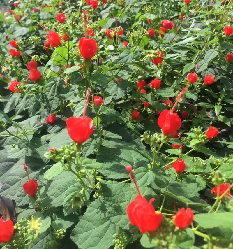 Turk's Cap Produces Red Blooms In Sun Or Shade
