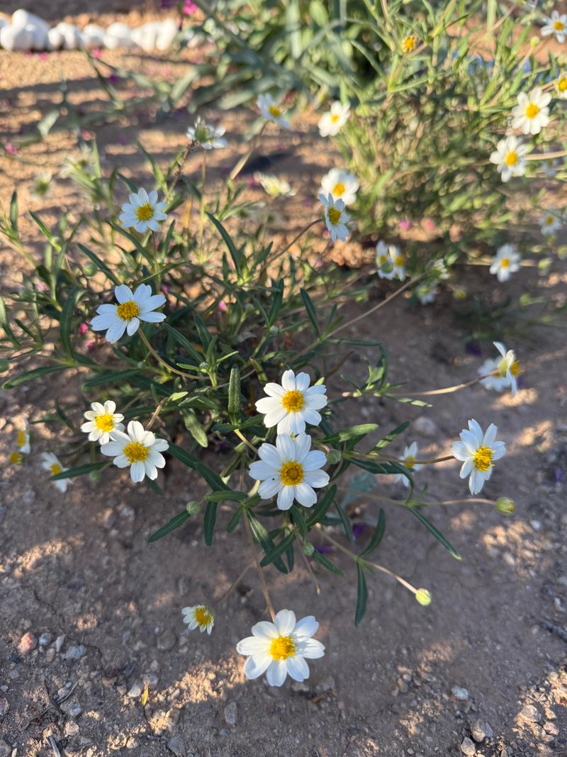 Blackfoot Daisy Thrives In Dry Sun