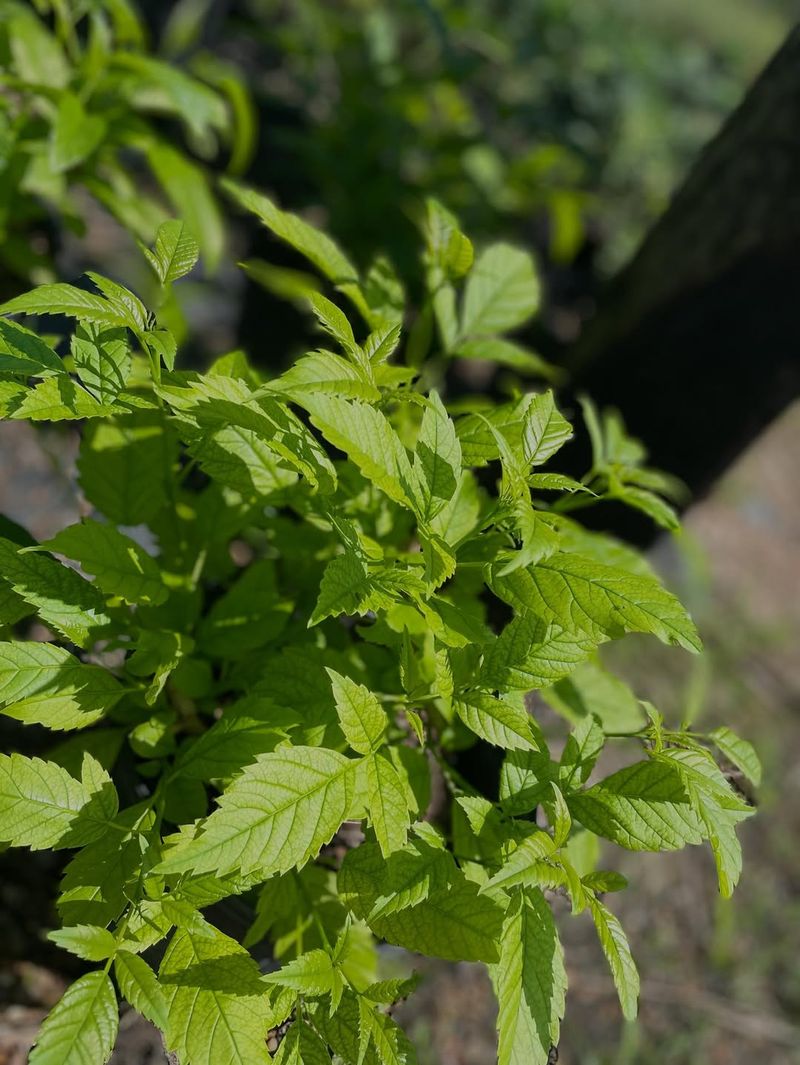 Yellow Bells Pushes Strong New Spring Growth