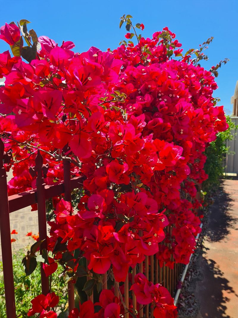Bougainvillea Bursting With Drama