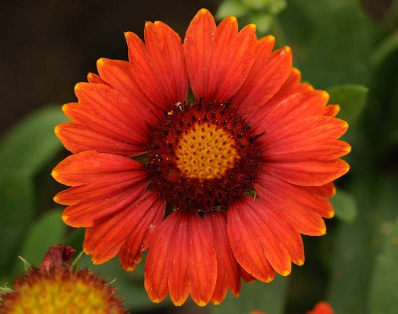 Blanket Flower Adds Bright Red Color Through The Heat