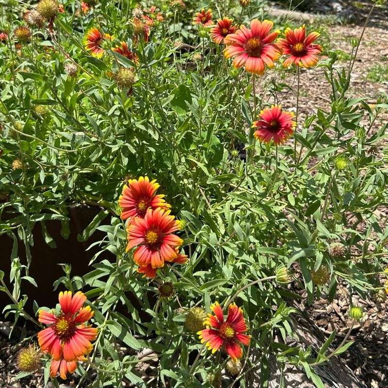Even Dry Soil Doesn't Slow Down Blanket Flower