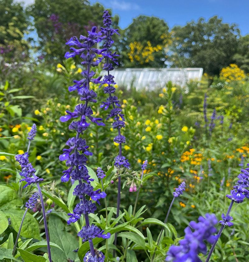 Mealy Blue Sage (Salvia Farinacea)