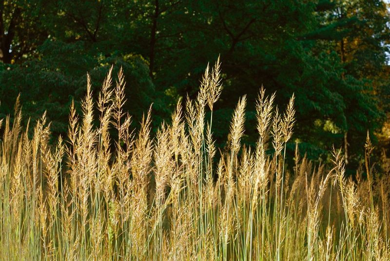 Indian Grass (Sorghastrum Nutans)