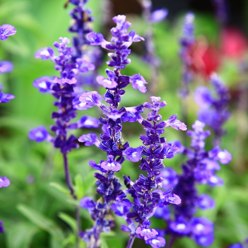 Mealy Blue Sage (Salvia Farinacea)
