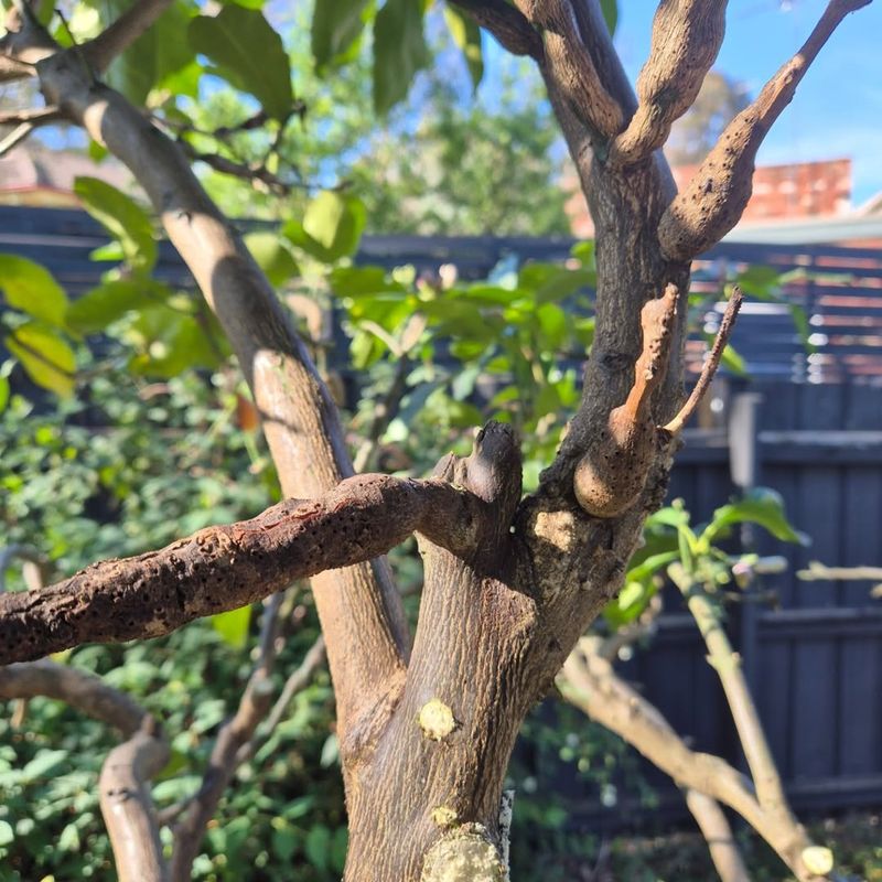 Citrus Trees Face Damage When Pruned Too Early
