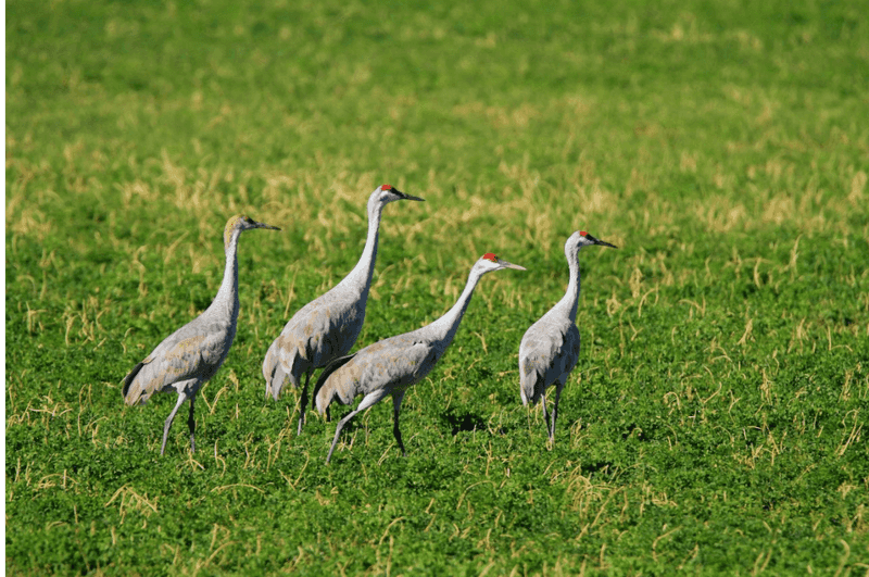 Increased Crane Populations In Michigan