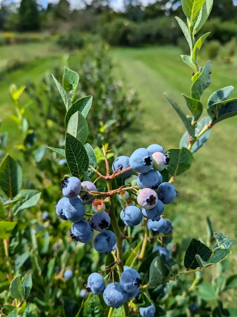Blueberries