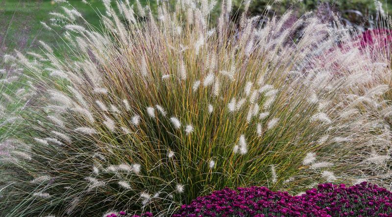 Prune Ornamental Grasses In Different Climate Zones