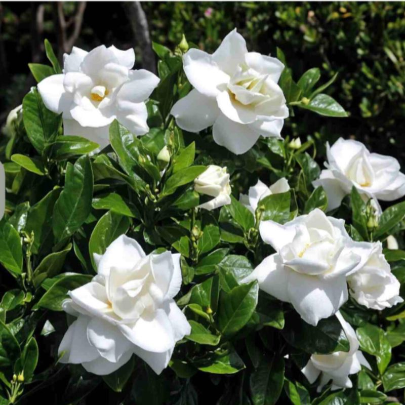 Resist Pruning Gardenias Until After Their Fragrant Bloom Cycle