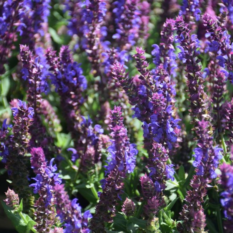 Let Ornamental Salvia Regrow Naturally