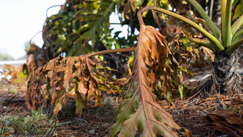 Support Plants With Water And Mulch After Pruning Freeze Damage