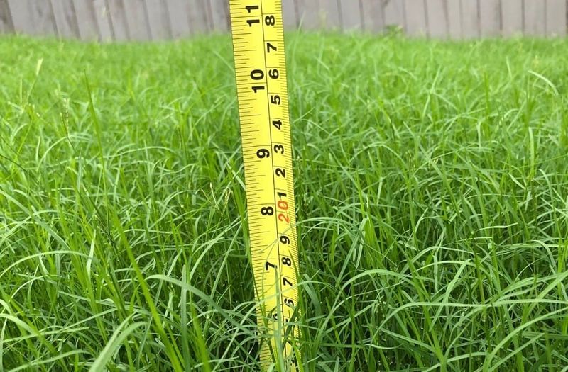 Gradually Adjust Height Later In Spring