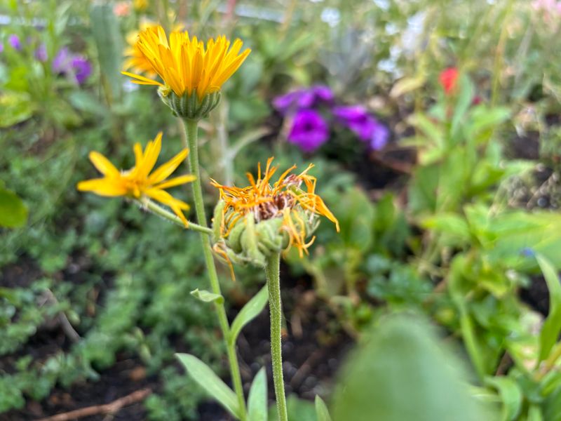 Do Not Plant Calendula For Summer Color