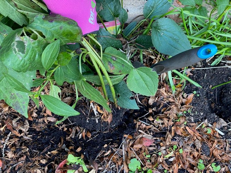 Work While Soil Is Cool And Easy To Handle