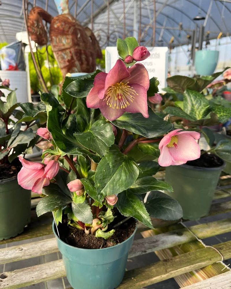 Choose Hardy Varieties