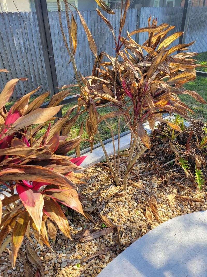 Hold Off On Fertilizing Stressed Or Cold Damaged Plants