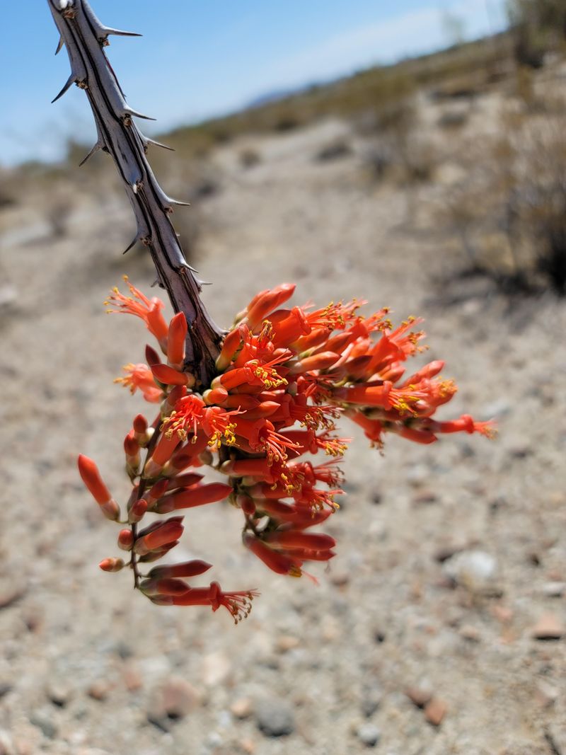 Minimal Pruning To Protect Developing Flower Stalks