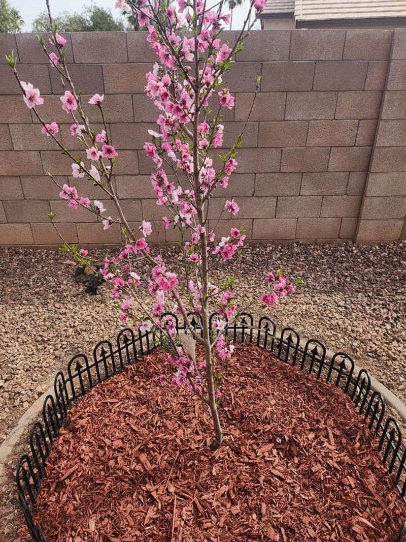 Check Soil Moisture Before Adding More Water