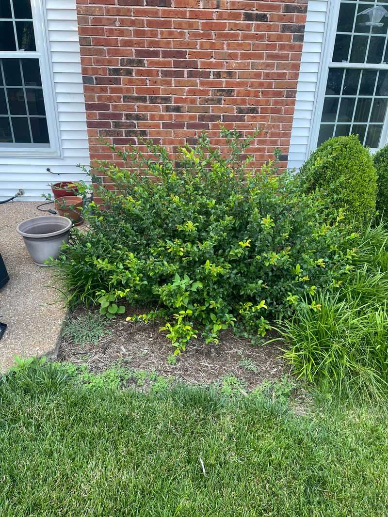 Fertilize After Pruning To Encourage Healthy Growth