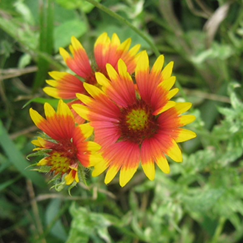 Watch For Aphids On New Growth