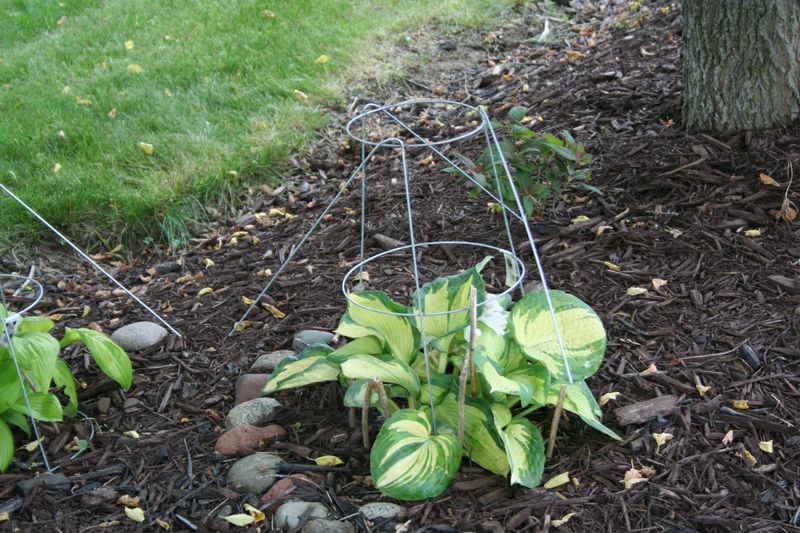 Use Temporary Netting During Peak Spring Feeding