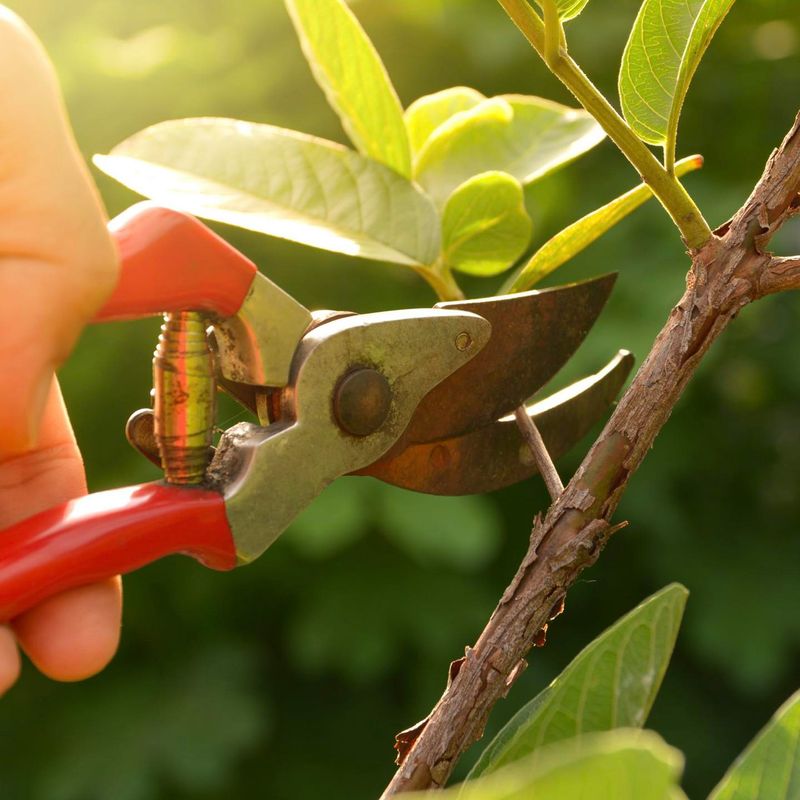Use Sharp Clean Pruners To Protect The Shrub