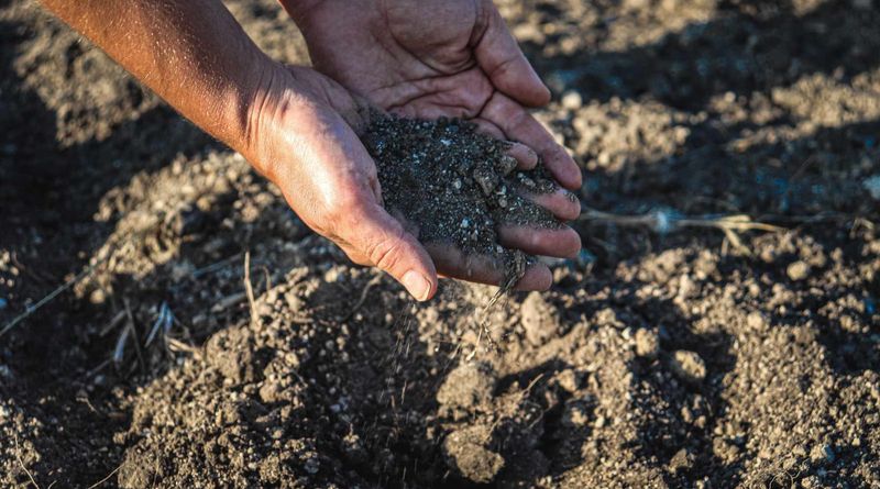 Incorporate Organic Matter Into The Soil