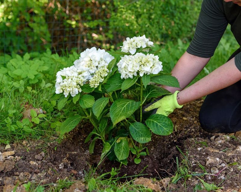 Use Organic Fertilizers For Soil Health
