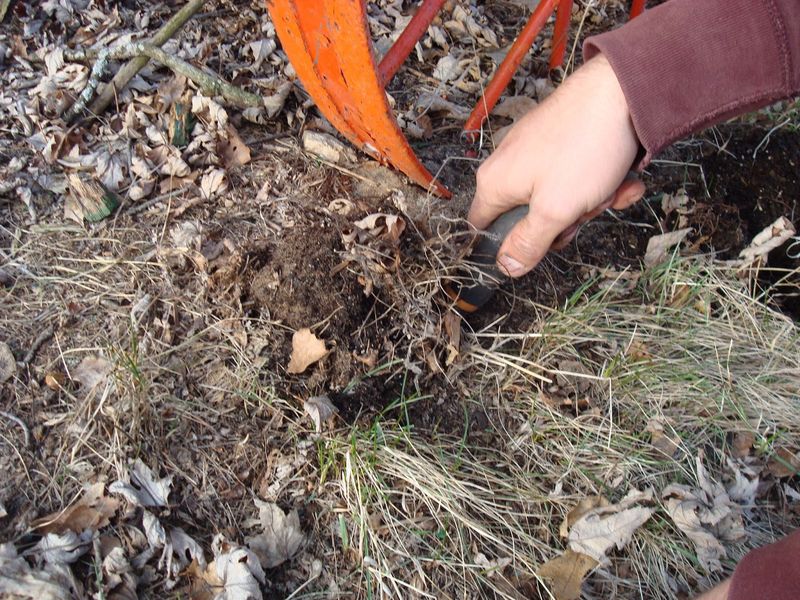 Divide Crowded Clumps Now To Encourage Stronger Blooms