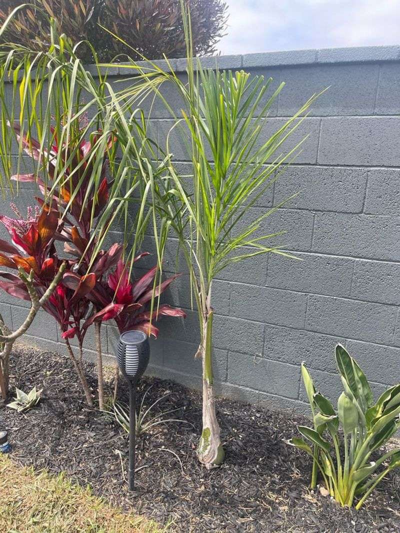 Use The Right Fertilizer For Palms